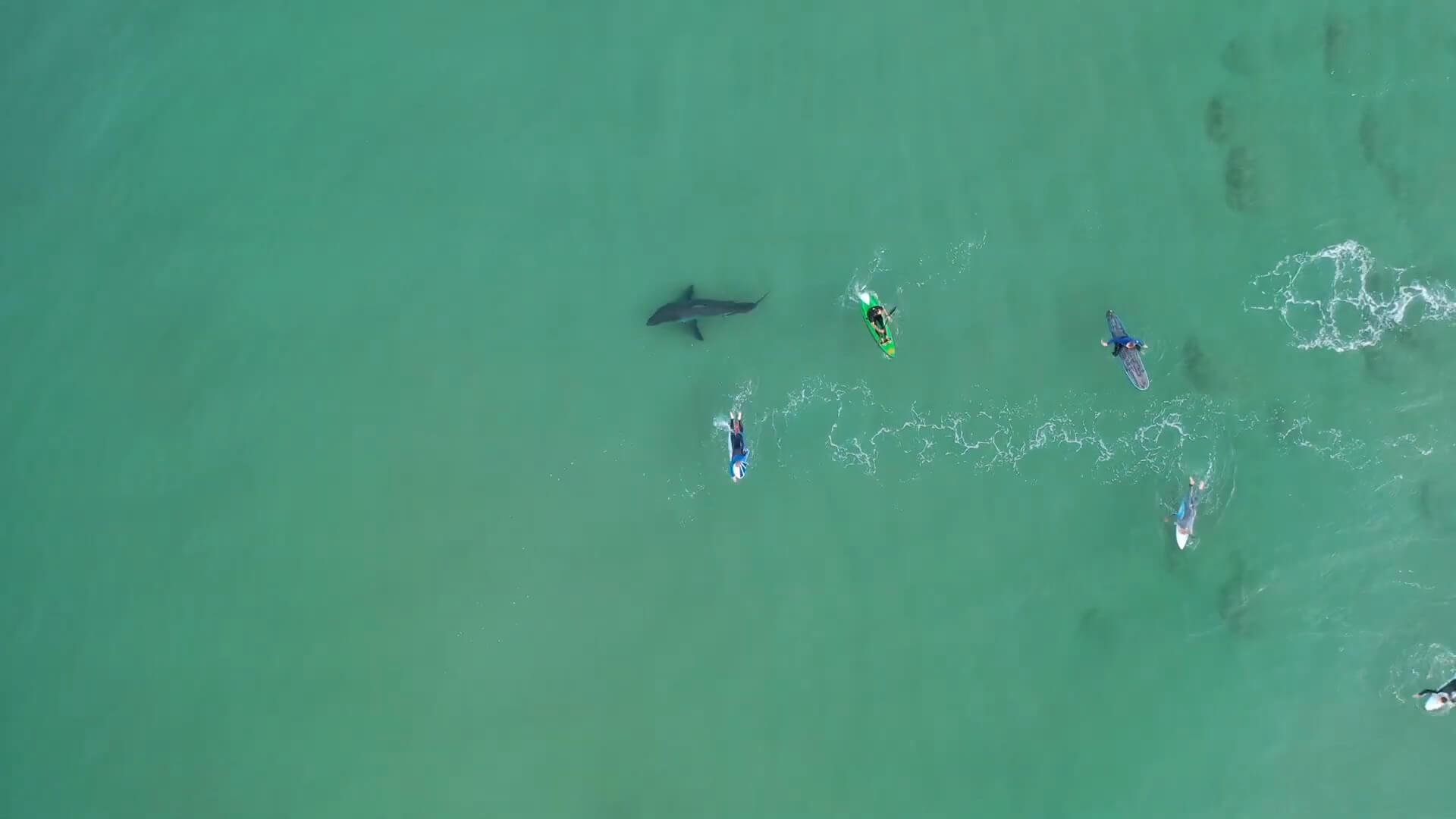 Detect how close sharks are to surfers